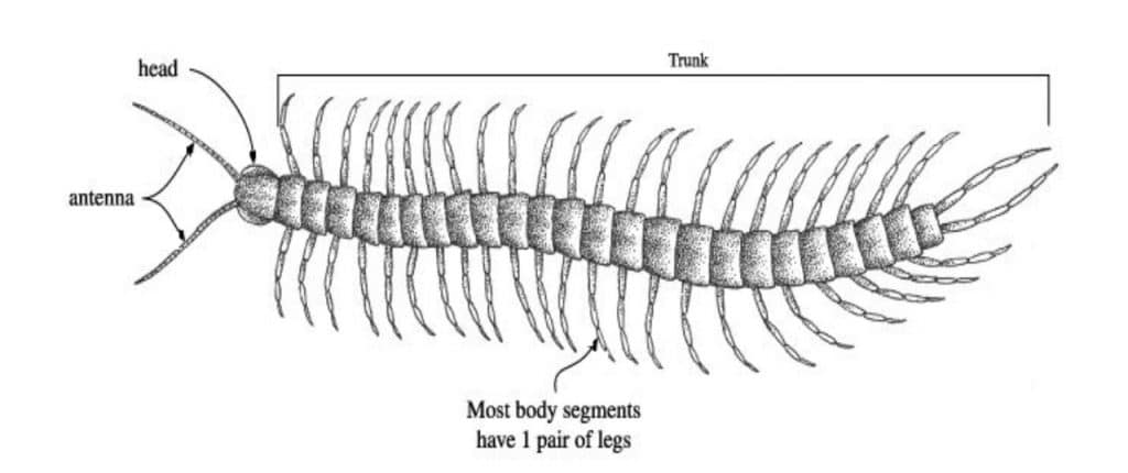 Drawing of a centipede