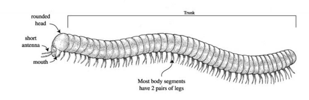 Diagram of a Millipede