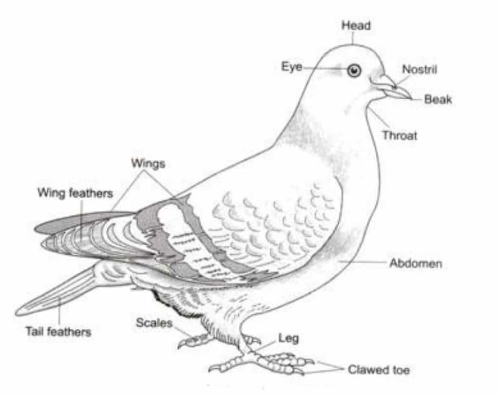 Diagram of a pigeon