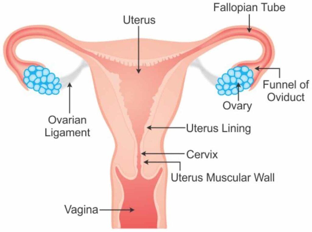 The Female Reproductive System of a Mammal 1 Front view of the female reproductive organs