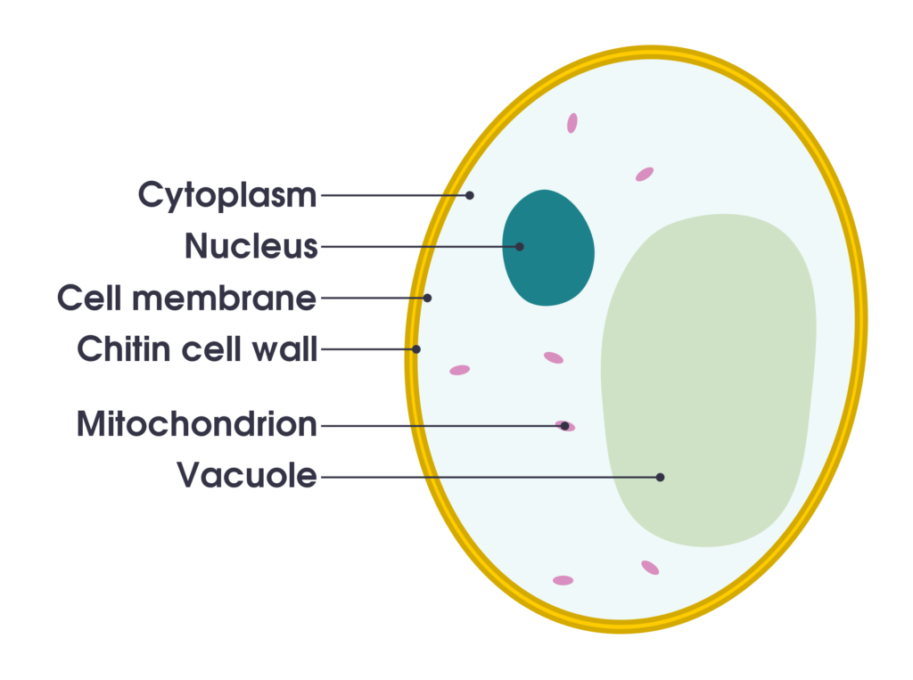 Simple diagram of yeast cell en.svg