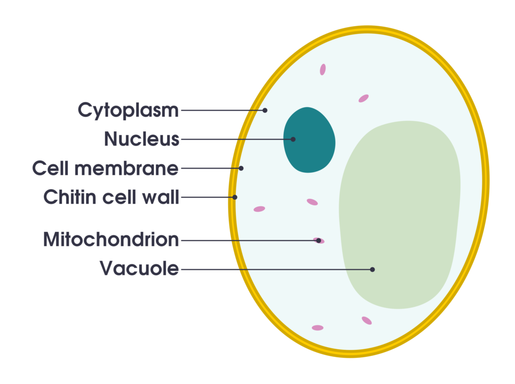 Kingdom Fungi 7 Simple diagram of yeast cell en.svg