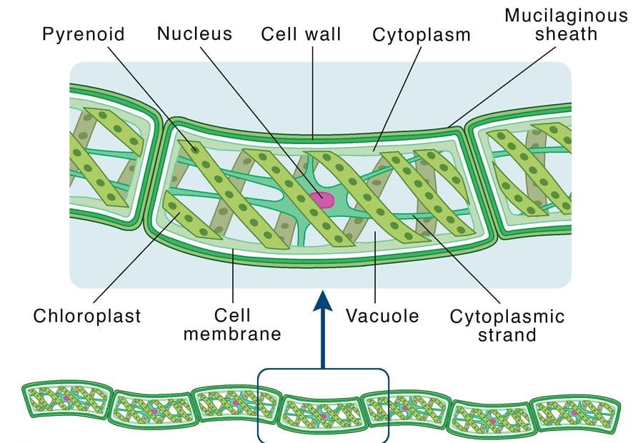 Spirogyra