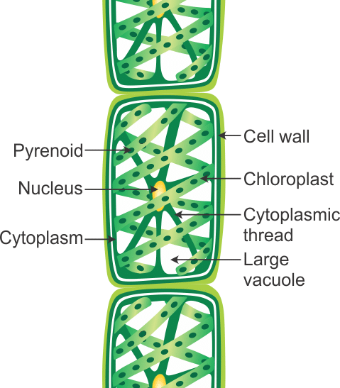 Forms in Which Living Cells Exist 8 Strcture_of_Spirogyra