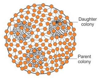 Forms in Which Living Cells Exist 7 Volvox