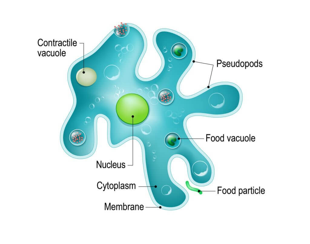 structure of amoeba