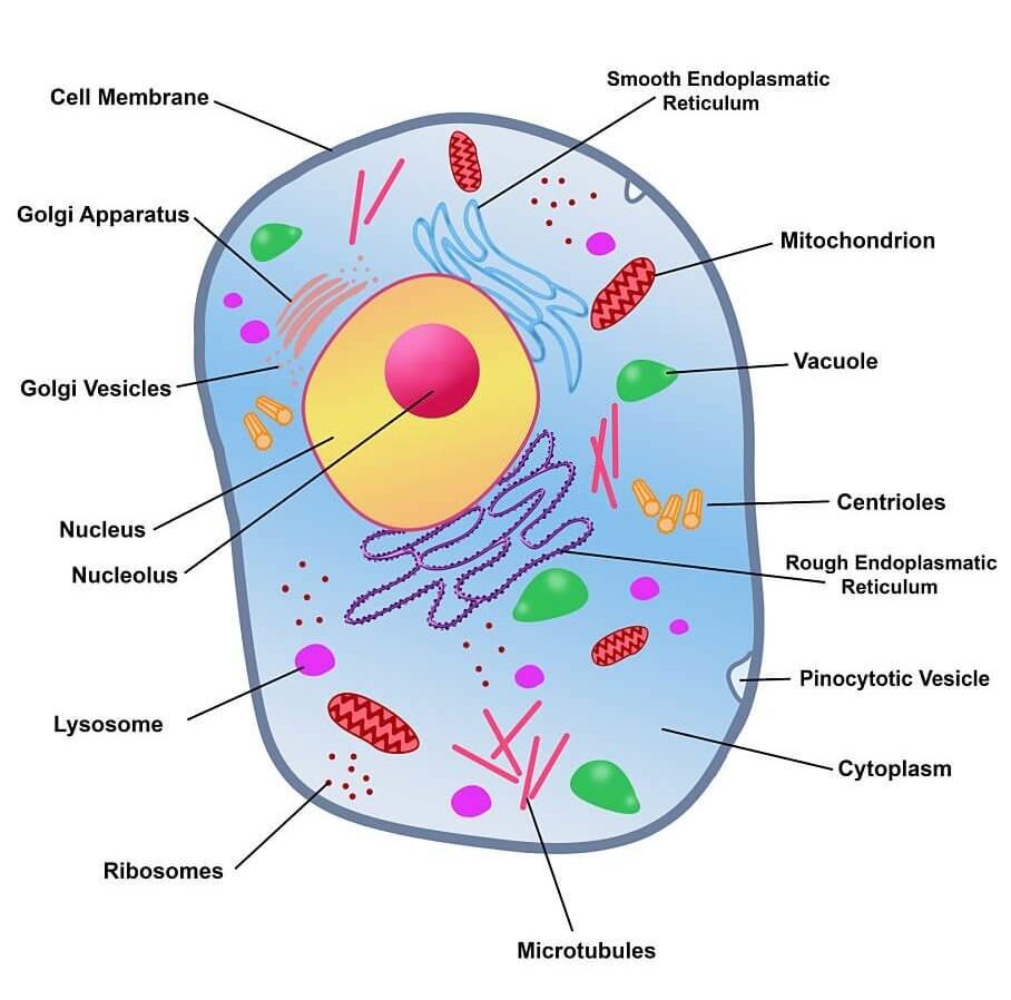 animal cell structure