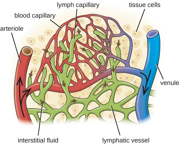 capillary circulation