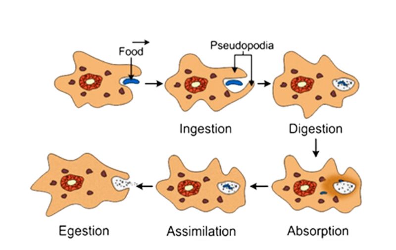 Forms in Which Living Cells Exist 4 cell 3