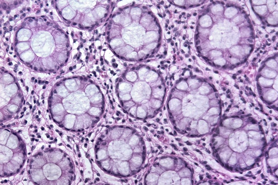 Levels of Organisation 4 cell microscope071117