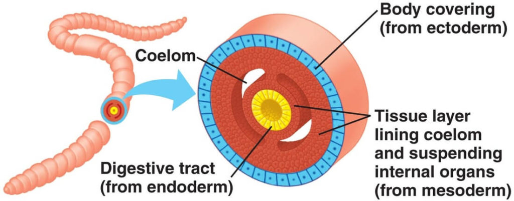 coelomates 