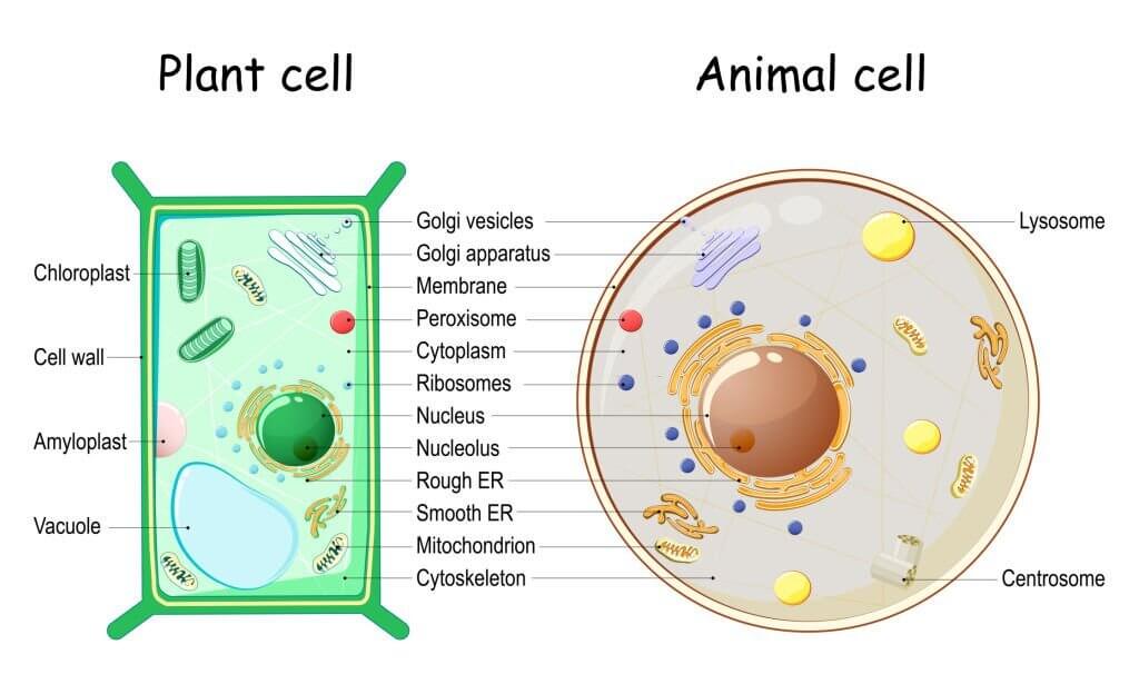 differences btwn plant and animal cell