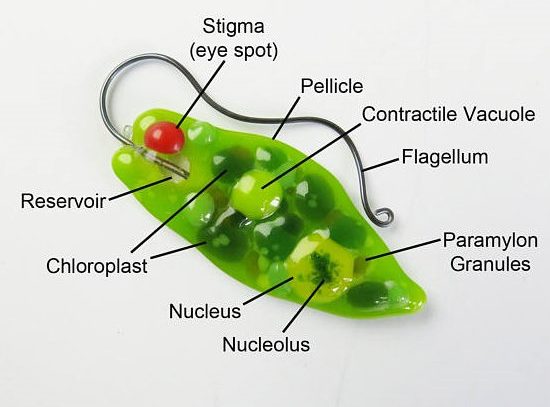 euglena