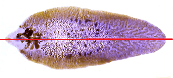 flatworm internal