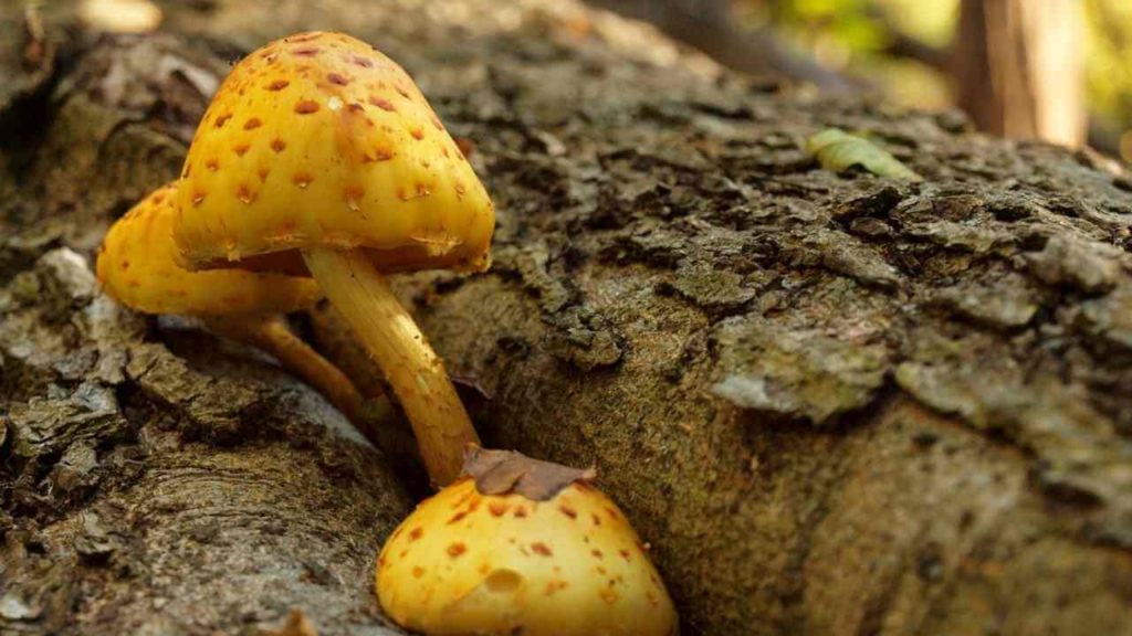 Kingdom Fungi 1 kingdom Fungi