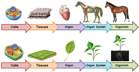 Levels of Organisation 1 living things 2