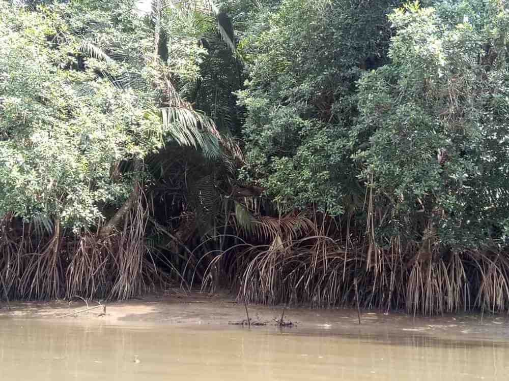 mangrove swamp forest
