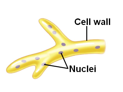 Kingdom Fungi 5 non septate