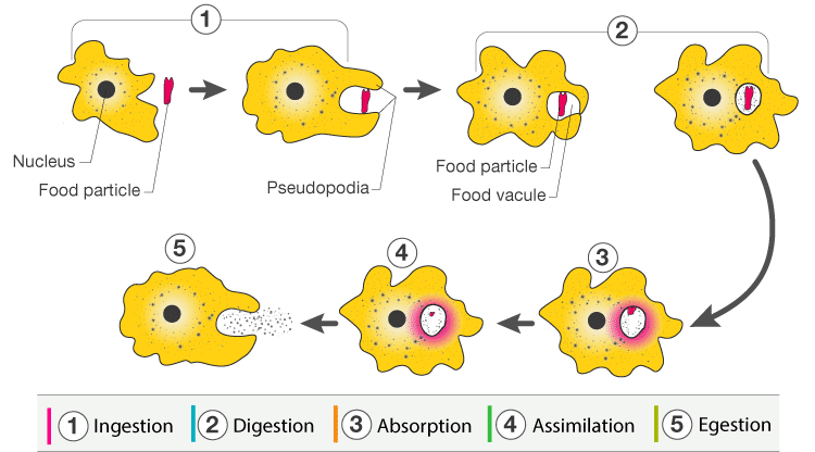 amoeba nutrition