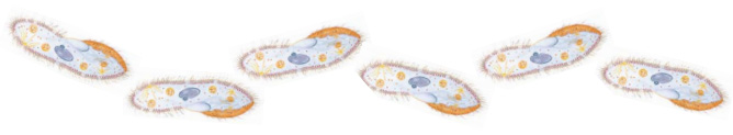 Forms in Which Living Cells Exist 5 movement in paramecium