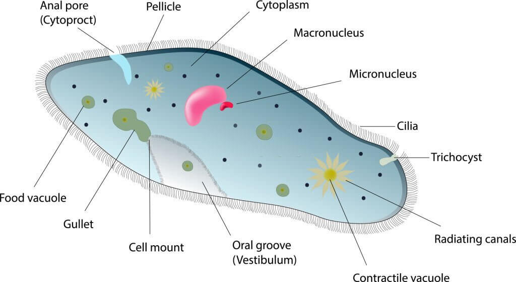 Forms in Which Living Cells Exist 3 structure of paramecium