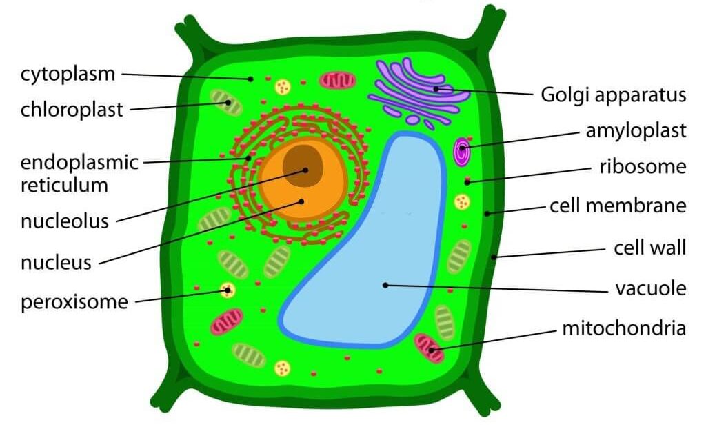 plant cell structure