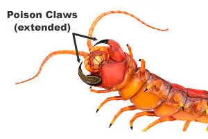 poison claws