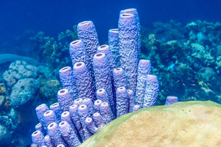 Phylum Porifera (Sponges) | Kofa Study Phylum Porifera (Sponges) | Kofa Study