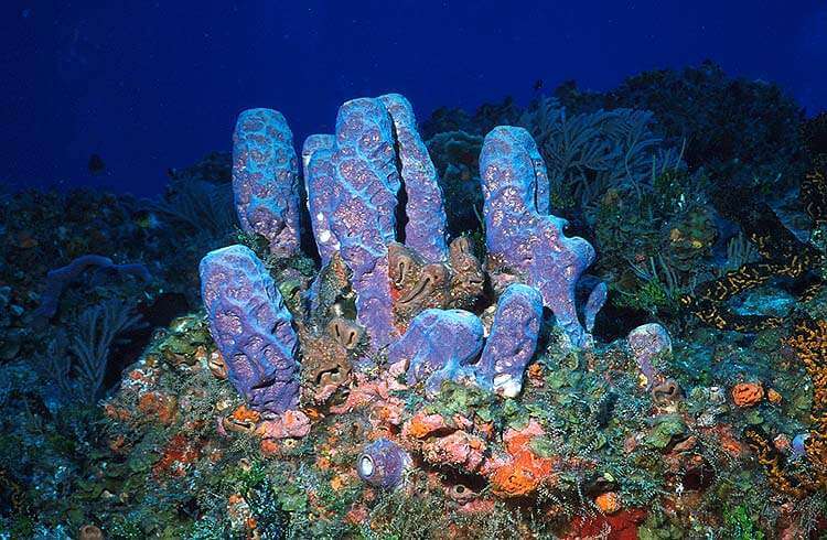 Phylum Porifera (Sponges) 4 sponges
