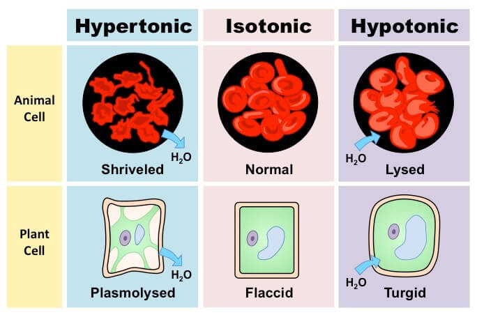 Plasmolysis, Haemolysis, Crenation | Kofa Study Plasmolysis, Haemolysis, Crenation | Kofa Study