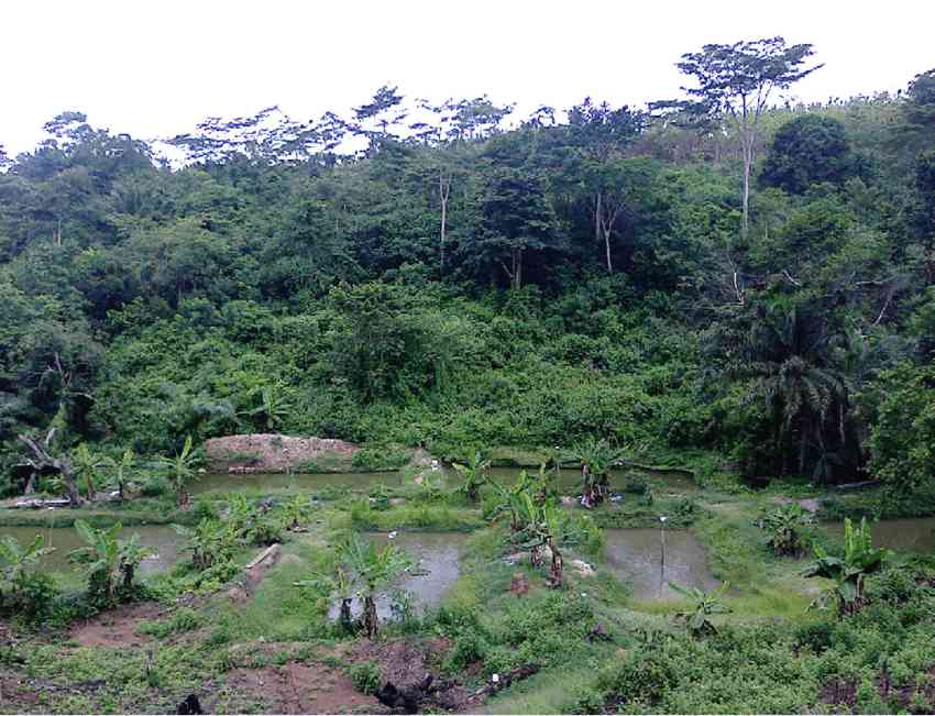 tropical rainforest in Nigeria