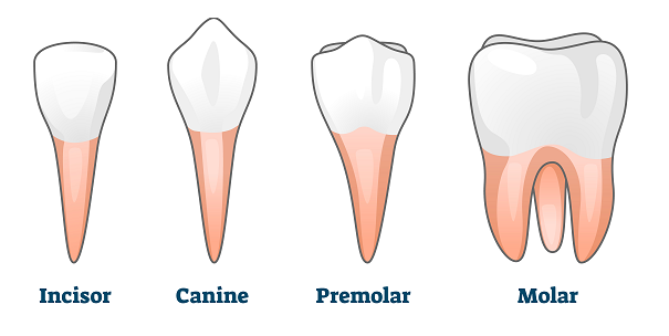 types-of-teeth