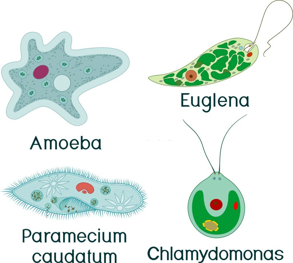 Levels of Organisation 2 unicellular