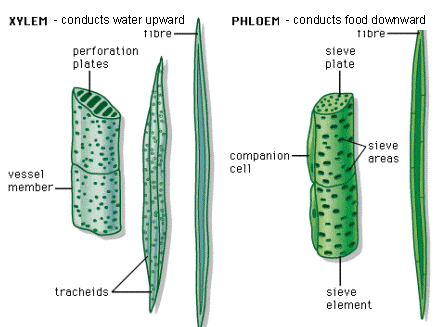 xylem and phloem