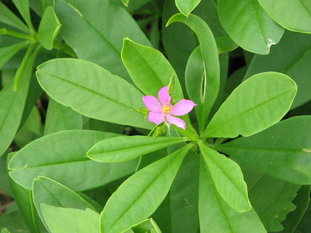 Division Spermatophyte 9 Water leaf plant