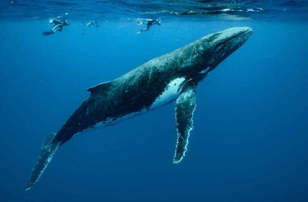 whale baleen