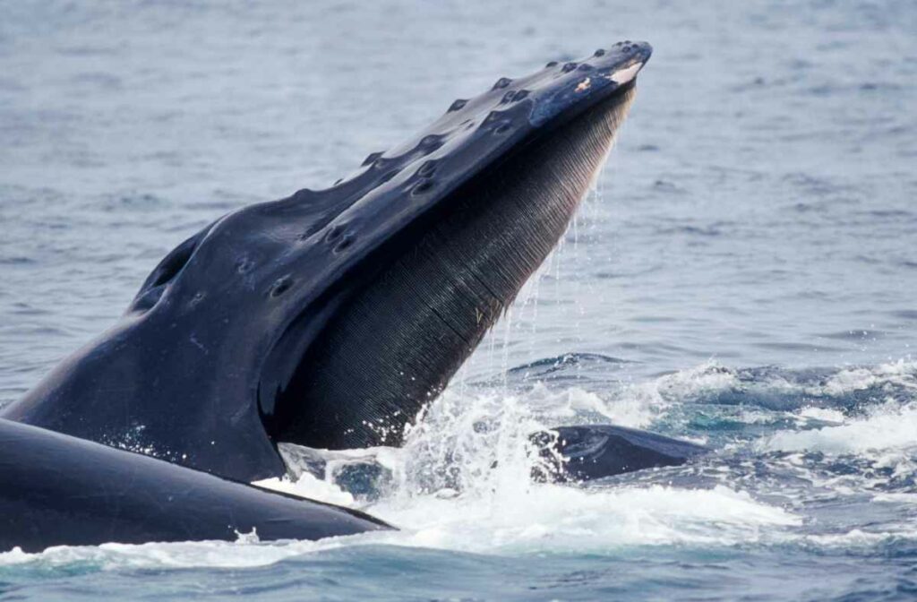 whale baleen 2