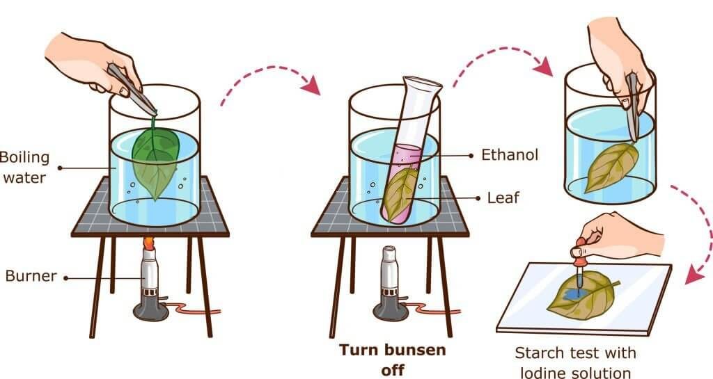 Test For Starch Kofa Study