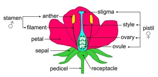 JSS2: English Language Second Term - The Structure of a Flower 1 Structure of a Flower