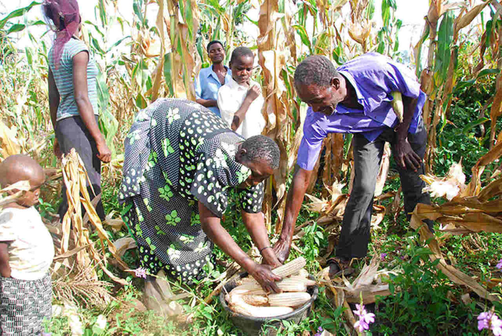 Family in Mayuge harversting maize Easy Resize.com