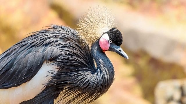 Black-crowned crane