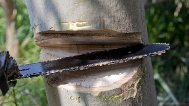 felling of trees