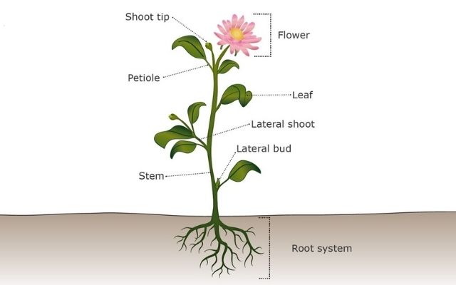 Parts of a plant