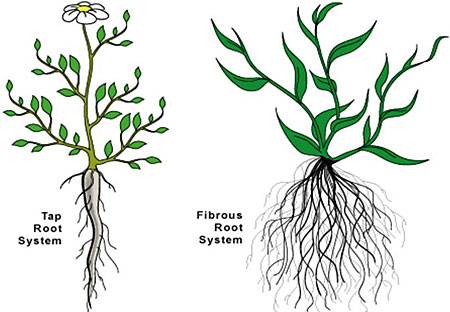 Tap-root-Fibrous-root