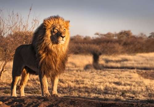 Can you Spot the Animals that are Native to Africa