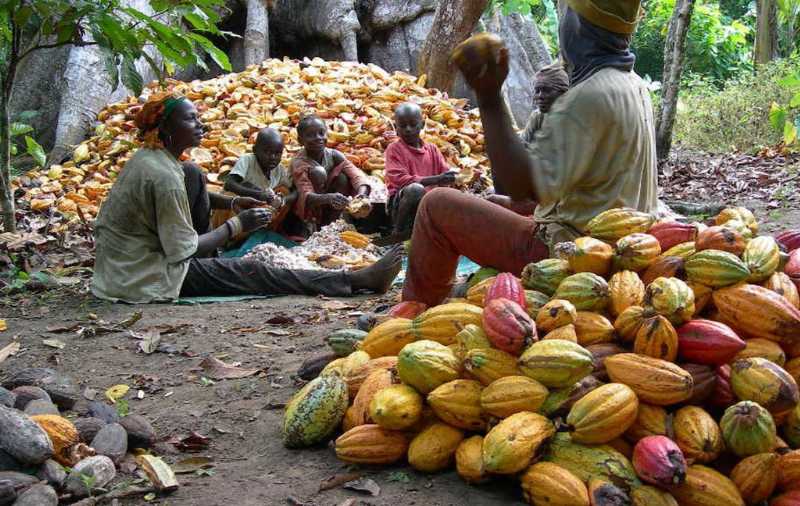 Importance of Agriculture 3 cocoa export