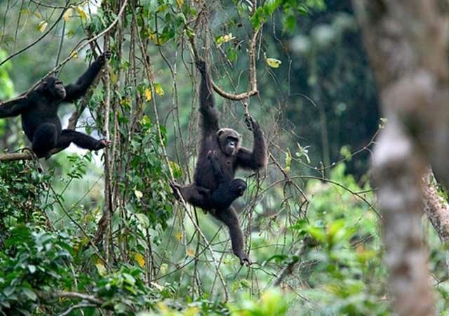 Uses of Land for Agricultural Purposes 1 afi forest reserve