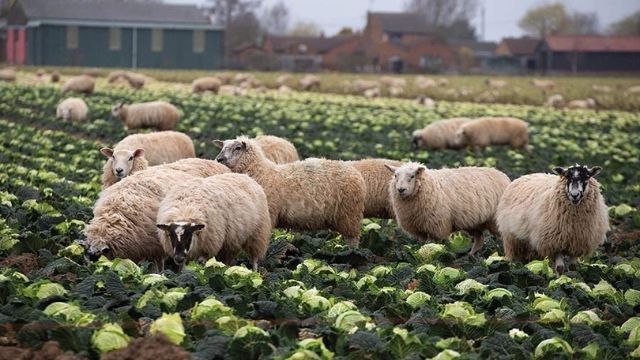 Glossary of Agriculture Terms 1 Agricultural Ecology