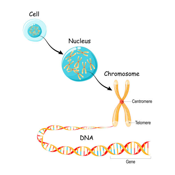 Chromosome: The Basis of Inheritance 2 chromosome