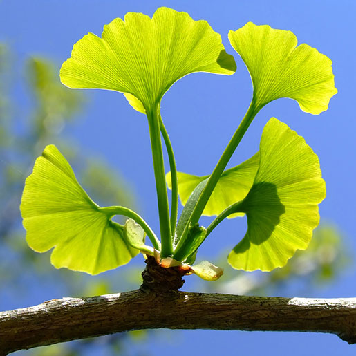 Division Spermatophyte 3 Gingkoes